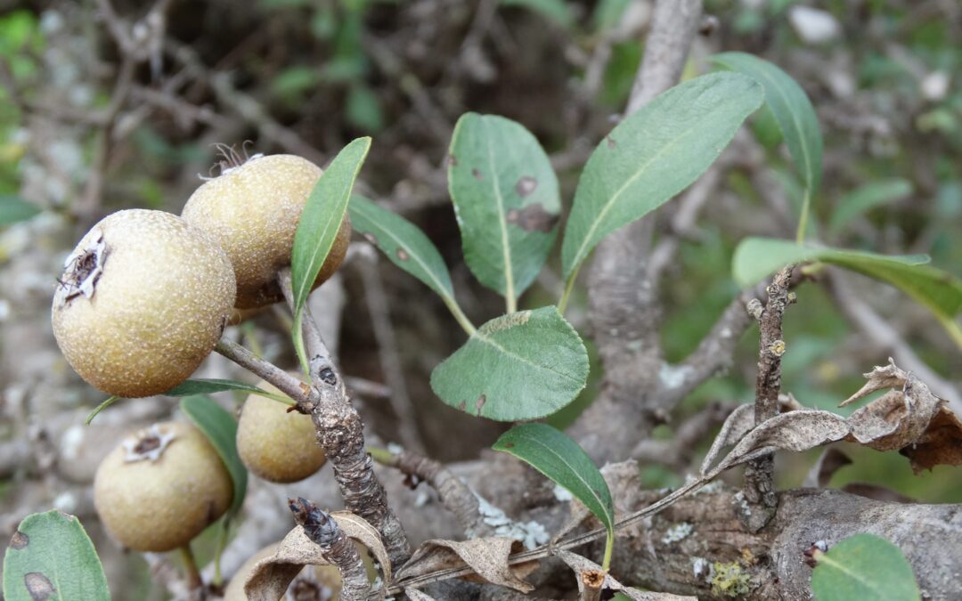 Wild pear treev(Pyrus spinosa)
